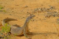 Varanus (39)