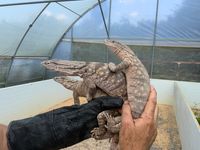 Varanus griseus ssp. griseus