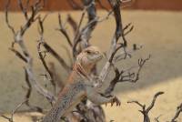 Uromastyx thomasi